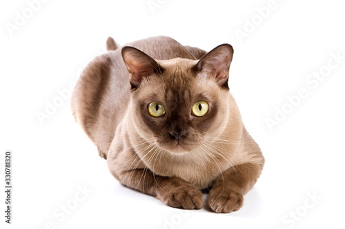 Burma brown cat (isolated on white)