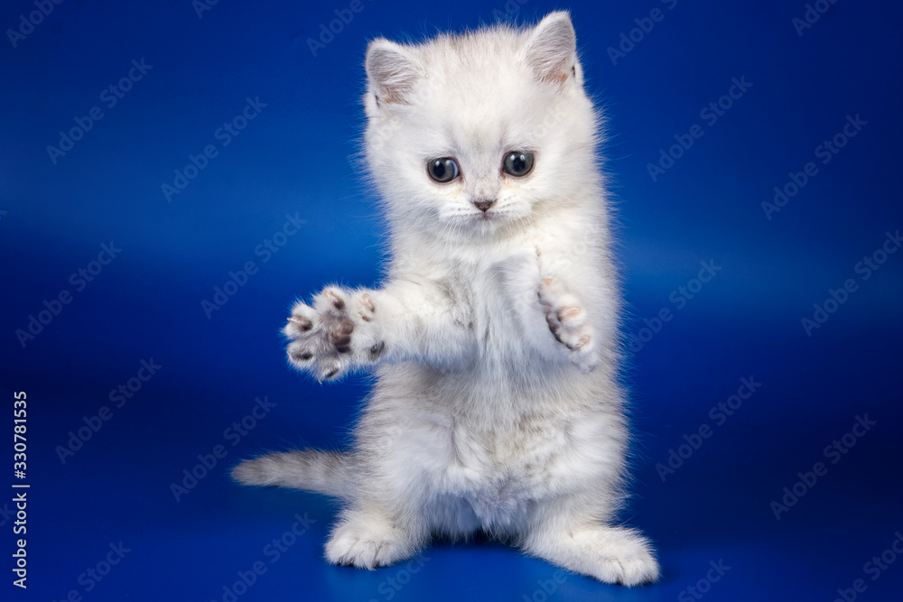Cute fluffy white kitten british plays