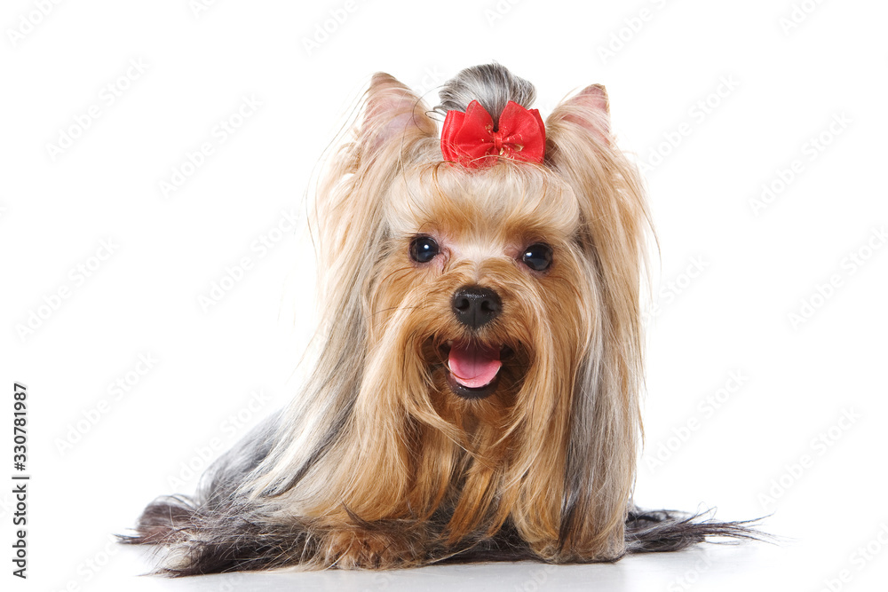 Yorkshire Terrier dog (isolated on white) Yorkshire Terrier dog (isolated on white)