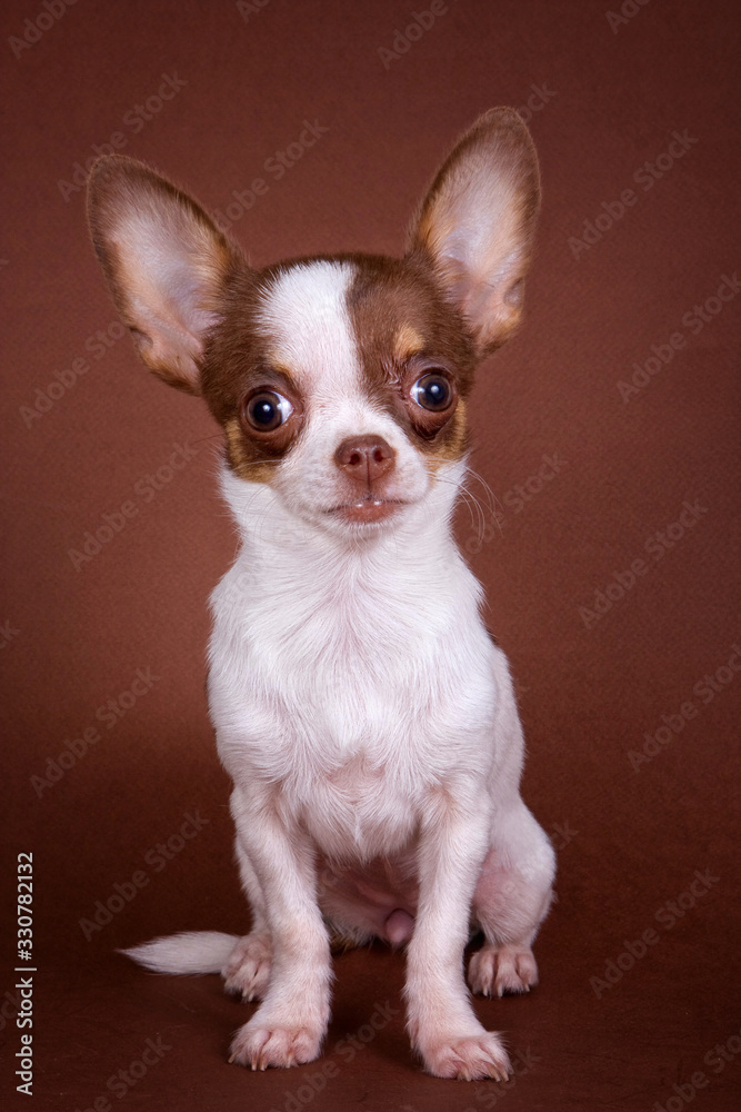 Chihuahua puppy sitting and looking at the camera