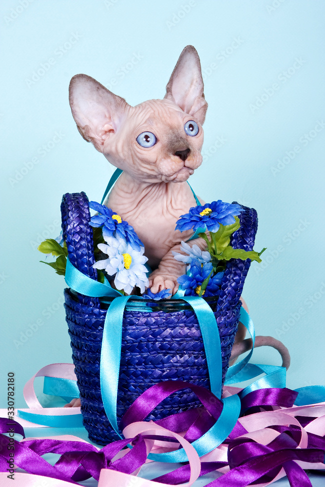 Naklejka Glamorous bald sphynx kitten and a basket with ribbons