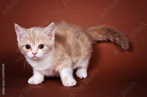 Cute ginger spotted kitten