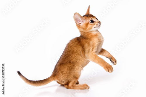 Red kitten Abyssinian cat plays on its hind legs (isolated on white)