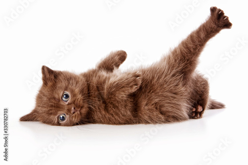 Brown british cat kitten plays (isolated on white)