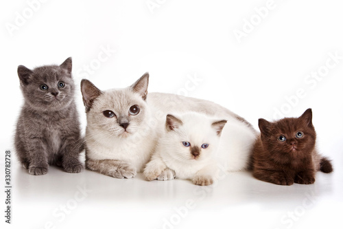 British cat and three kittens (isolated on white)