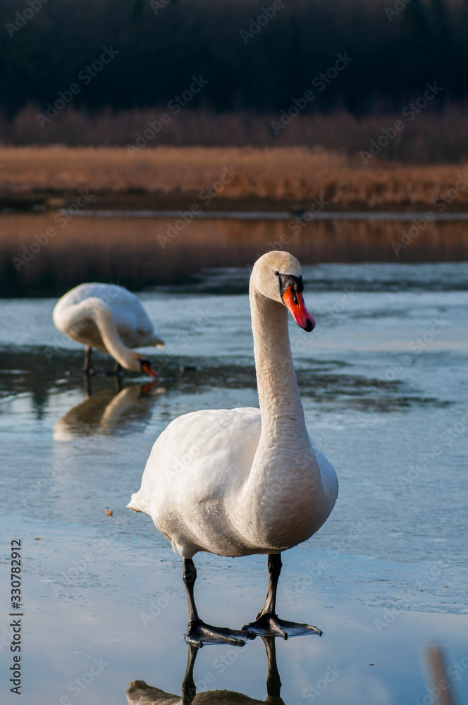 Obraz premium white swan paws on the ice reflecting
