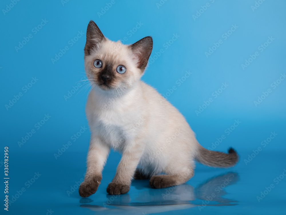 little siamese kitten on a blue background