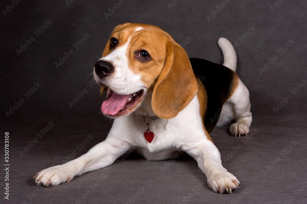 Beagle lies on a gray background