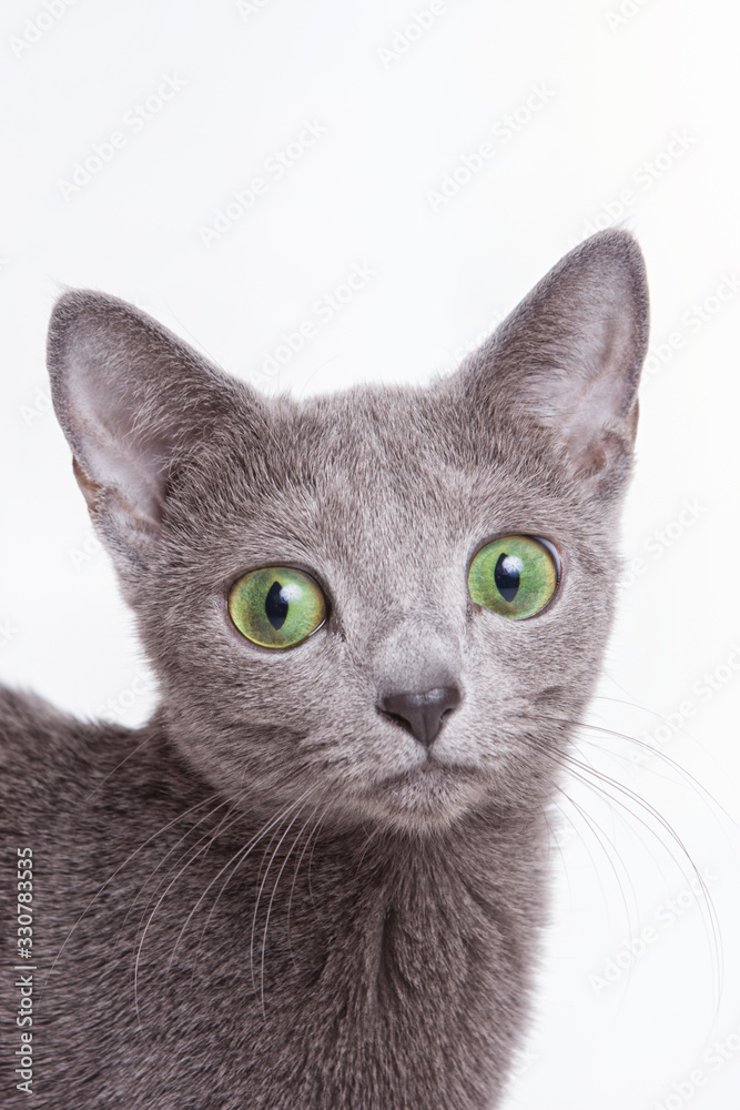 Portrait of a gray kitten with green eyes (isolated on white)