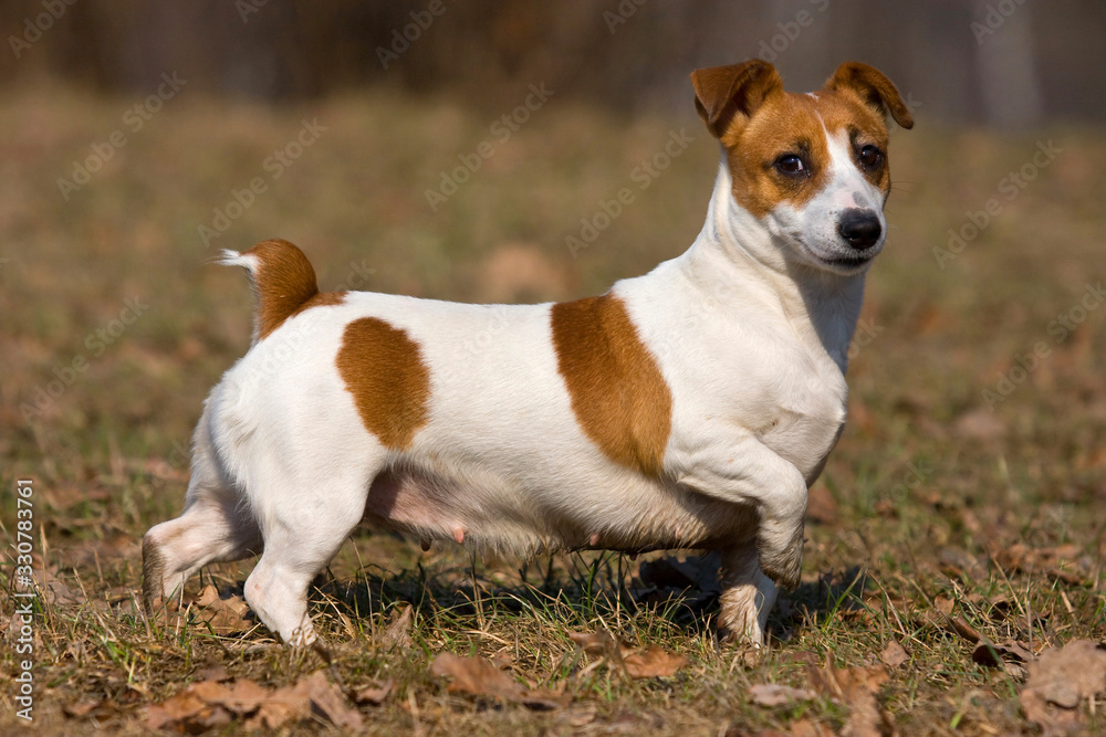 Dog jack russell terrier outdoors in autumn