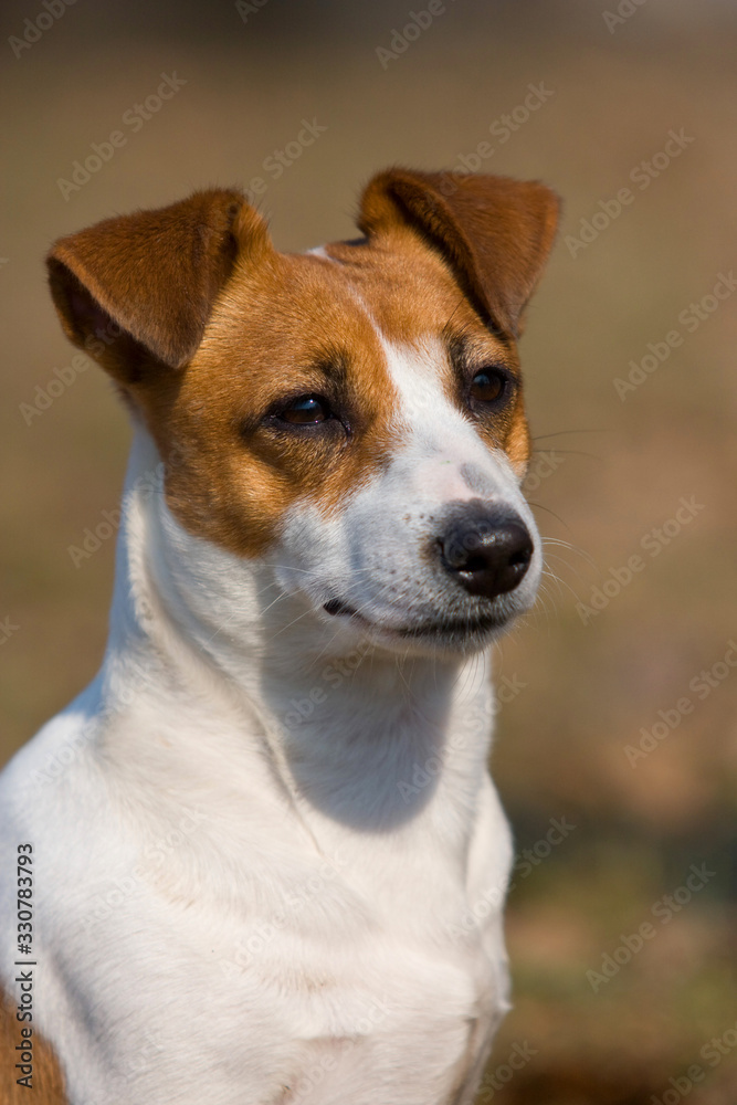 portrait dog jack russell terrier outdoors in autumn
