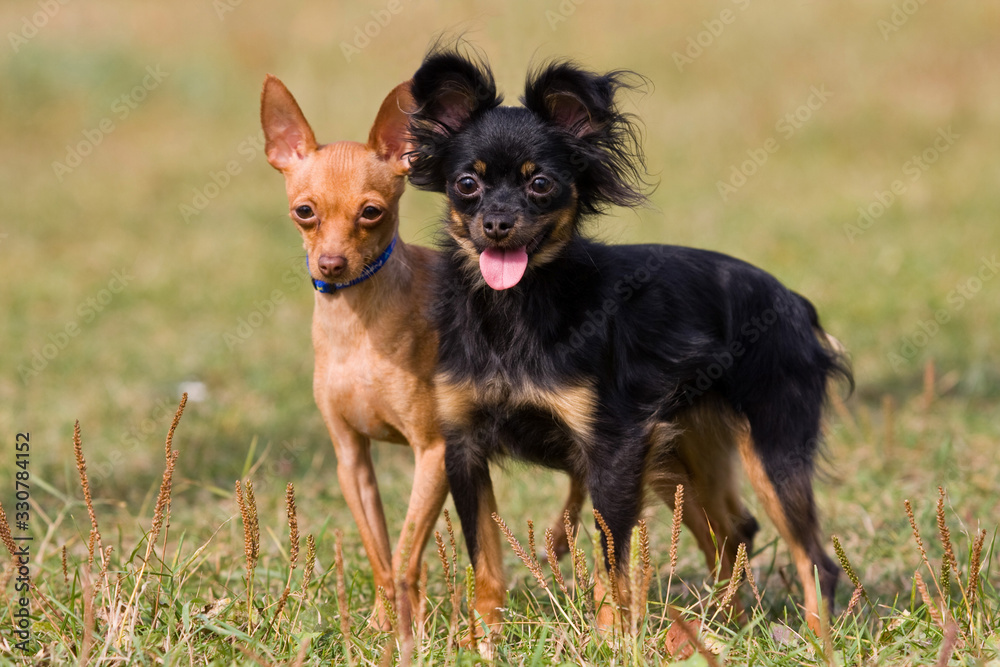 Two toy terrier dogs standing on the grass in summer Two toy terrier dogs standing on the grass in summer