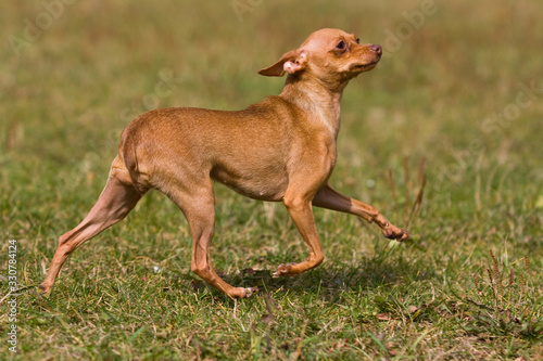 Toy terrier dog runs in a clearing on the grass in summer