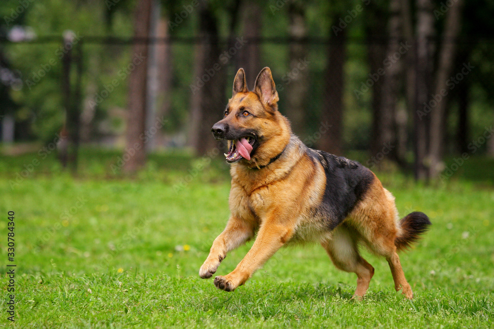 Long-haired German shepherd runs along the grass for a toy Long-haired German shepherd runs along the grass for a toy