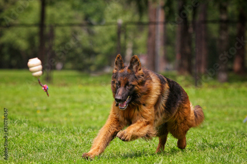 Long-haired German shepherd runs along the grass for a toy