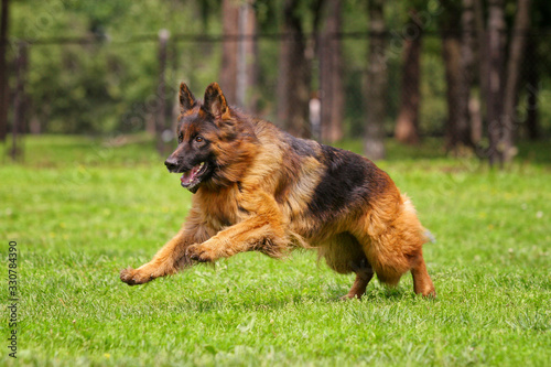 Long-haired German shepherd runs along the grass for a toy