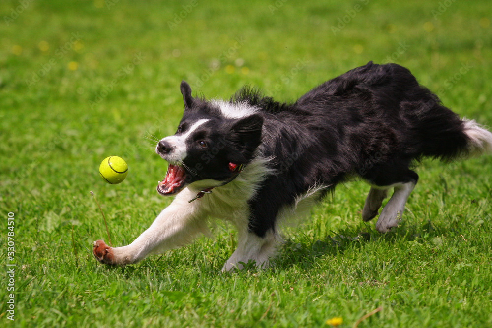 Border Collie dog runs on the grass for a toy
