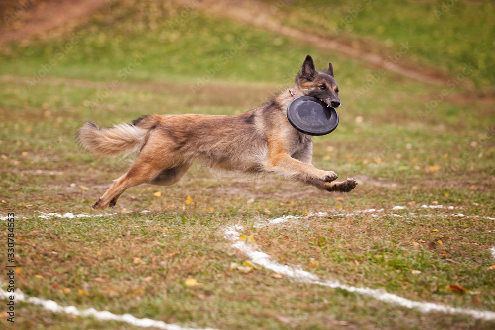 Belgian Shepherd Catches Frisbee on the Field in Autumn Belgian Shepherd Catches Frisbee on the Field in Autumn