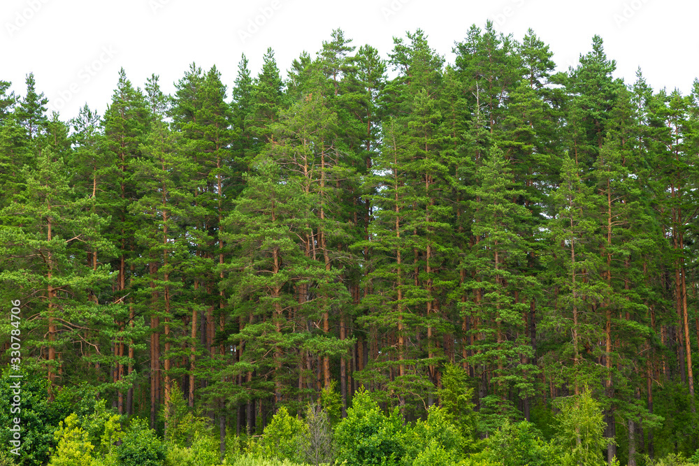 Summer green pine forest on the horizon with grass is isolated. The edge of a forest with coniferous trees, natural background. Summer green pine forest on the horizon with grass is isolated. The edge of a forest with coniferous trees, natural background.