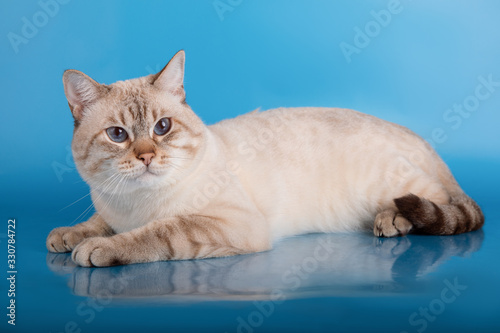 Fototapeta Naklejka Na Ścianę i Meble -  Big tabby cat lies on a blue background