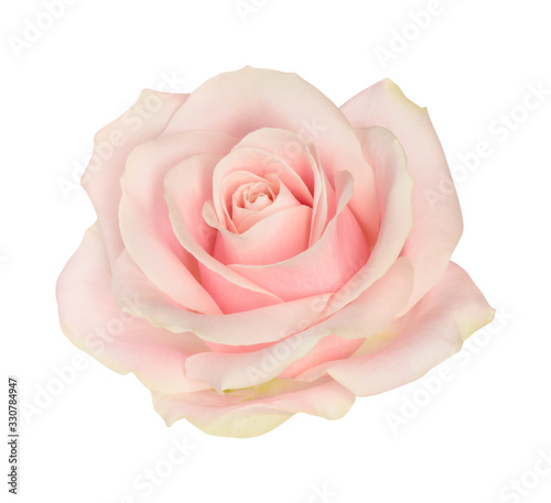 Fototapeta Naklejka Na Ścianę i Meble -  Rose