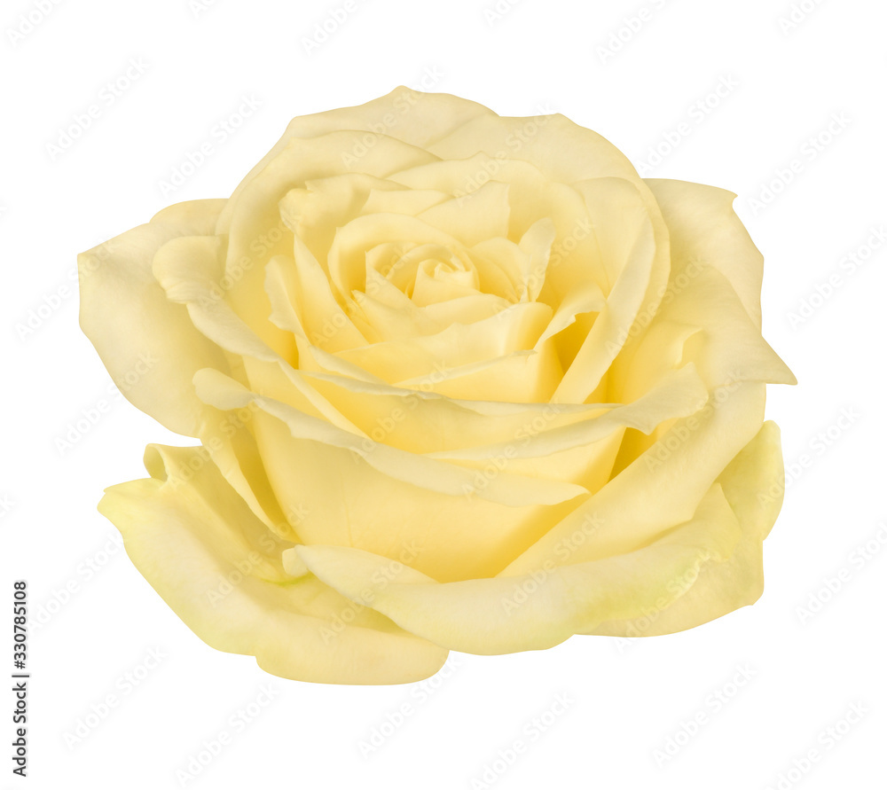 Rose Rose
