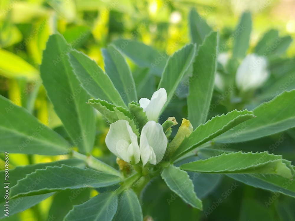 Fototapeta premium Fenugreek plant of flowering stage.green Fenugreek in the field.green methi.Methi leaves or fenugreek leaves.Fresh Green Fenugreek Leaves&nbsp;background with flowers. White flowers in the vegetable garden