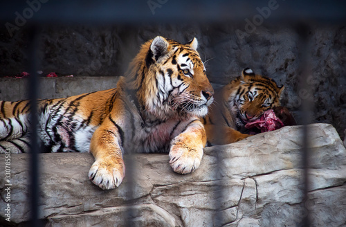 The royal two tigers in the zoo.