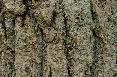 Wooden texture. Nature background. Wooden bark closeup.