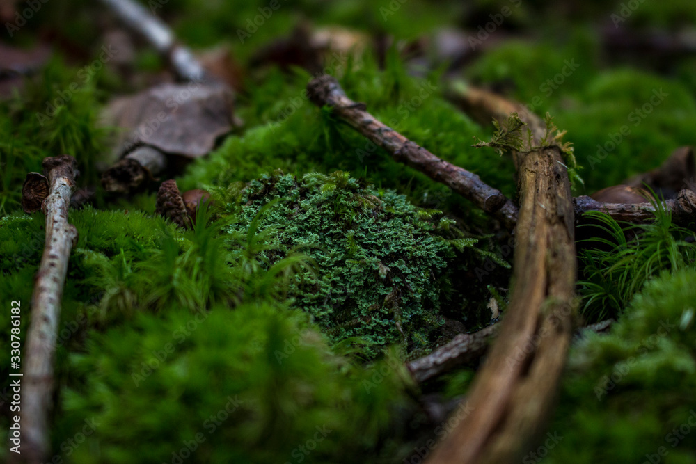 Mossy Forest Floor Mossy Forest Floor