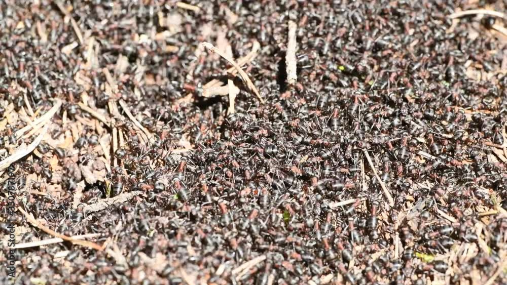 ants swarming and crawling in spring on anthill