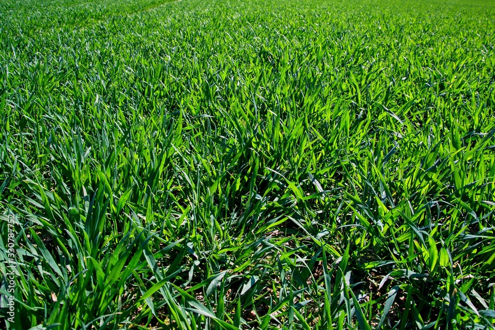Fresh green field, green carpet, green horizon, green garden Fresh green field, green carpet, green horizon, green garden