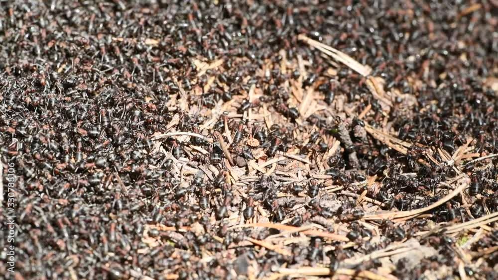 ants swarming and crawling in spring on anthill ants swarming and crawling in spring on anthill