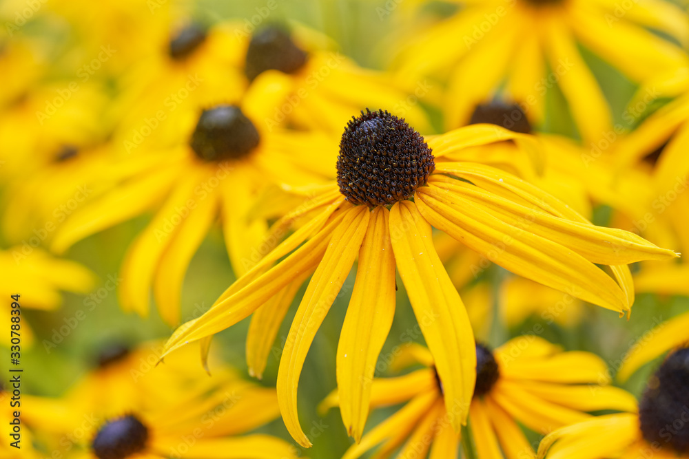 Black eyed susan close up - rudbeckia flowers Black eyed susan close up - rudbeckia flowers