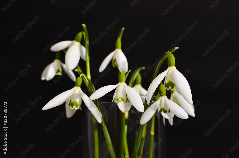 Glass of Fresh snowdrops bouquet with a ribbon on black background Glass of Fresh snowdrops bouquet with a ribbon on black background