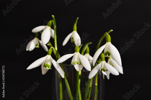 Glass of Fresh snowdrops bouquet with a ribbon on black background