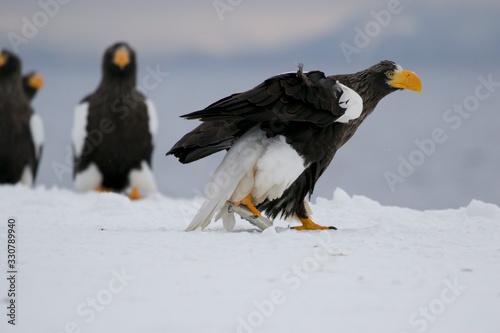  Steller   s Sea-Eagle is one of the largest raptors in the world.  It is a powerful eagle with black and white plumage and huge beak. latest eagle in the world