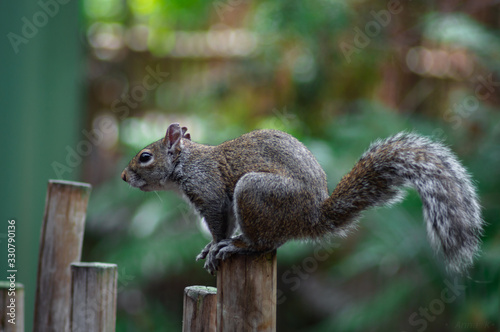 squirrel hopping on tree fence 