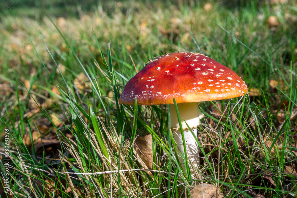 Fly Agaric Toadstool (Amanita muscaria) Fly Agaric Toadstool (Amanita muscaria)