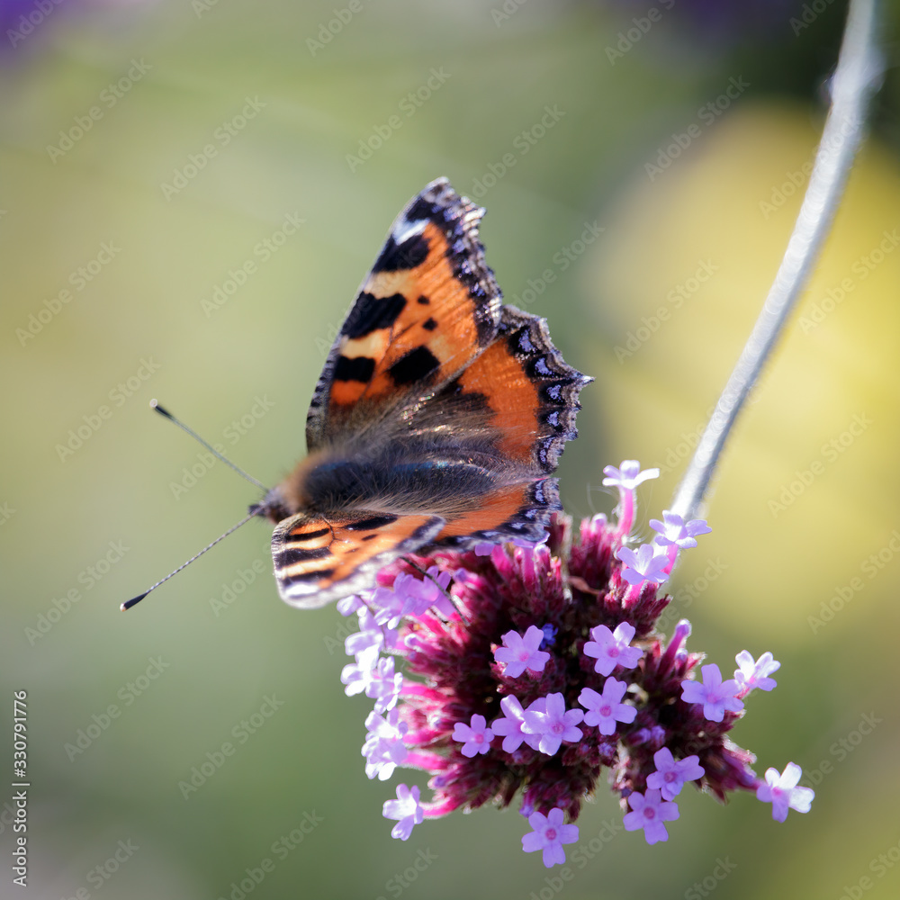 Fototapeta premium Small Tortoiseshell (Aglais urticae L.) feeding on Buddleia flowers