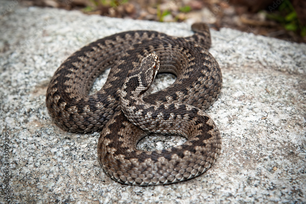 Deadly common viper, vipera berus, hiding on stone in nature. Poisonous animal lying in nature from top view. Full body of a brown adder basking in wilderness. Deadly common viper, vipera berus, hiding on stone in nature. Poisonous animal lying in nature from top view. Full body of a brown adder basking in wilderness.
