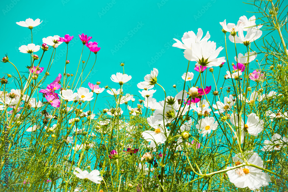 Obraz beautiful cosmos flowers are blooming in vintage tones with bright sky background.