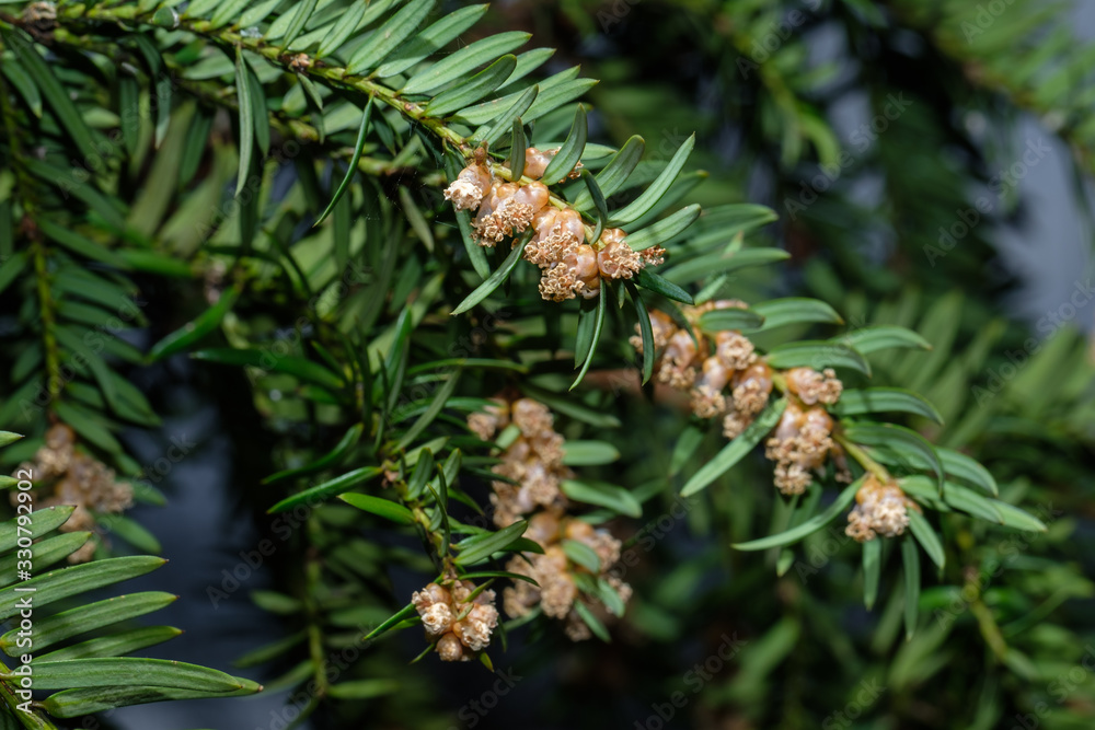 Pollen / Blütenstaub: Europäische Eibe (lat. Taxus baccata) Pollen / Blütenstaub: Europäische Eibe (lat. Taxus baccata)