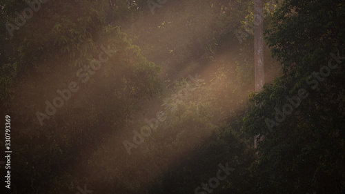 tropical forest morning scene, nature sunlight background © chokniti