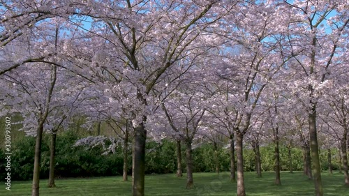 Kersenbloesempark translation flower park There are 400 cherry trees in the Amsterdamse Bos, In the spring you can enjoy the beautiful cherry blossom or Sakura. photo