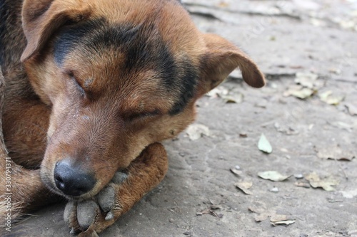 sleeping dog © Катерина Б