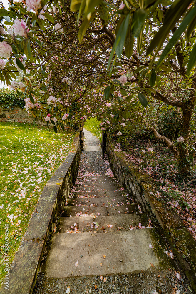 Cherry blossoms spread over an old stone path leading through a gate in the walled garden, Castlewellan forest park, County Down, Northern Ireland