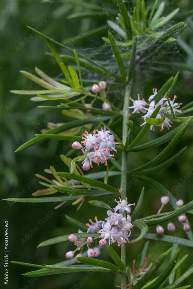 Lovely springer white flower. they are so small but pretty Lovely springer white flower. they are so small but pretty