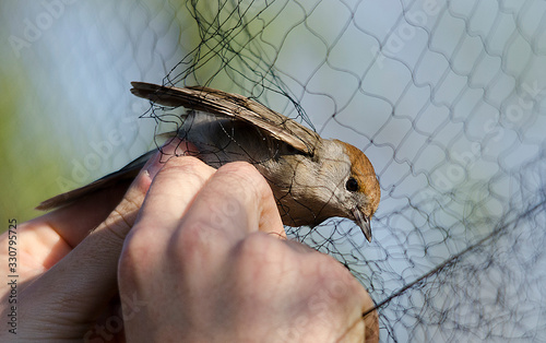 Little bird entangled in the net by scientists who study its migration. Blackcap female