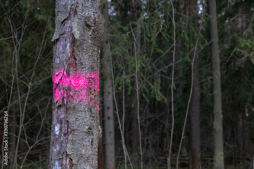 Wallpaper Mural Sanitary deforestation. Dry tree marked a red cross for felling. In the background of pine forest. Torontodigital.ca